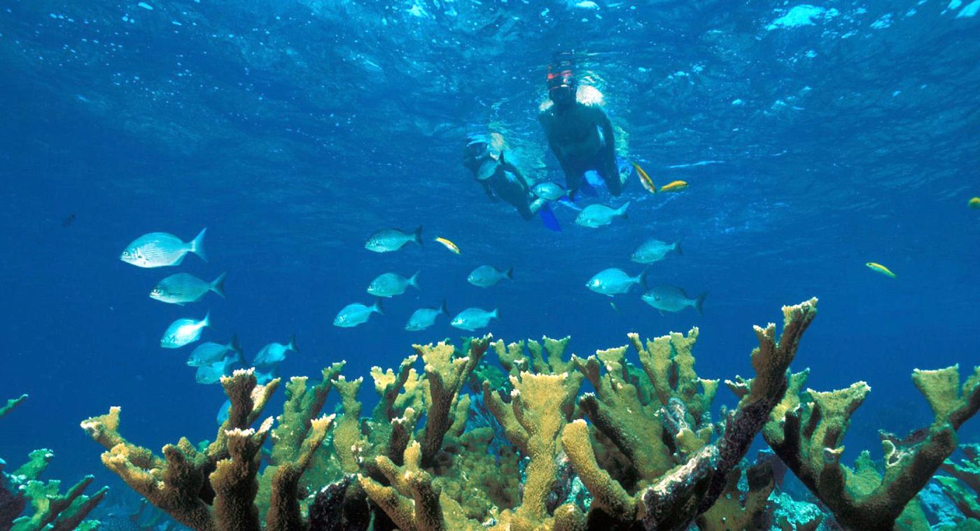 Biscayne Bay Snorkeling Tours | Biscayne National Park Institute