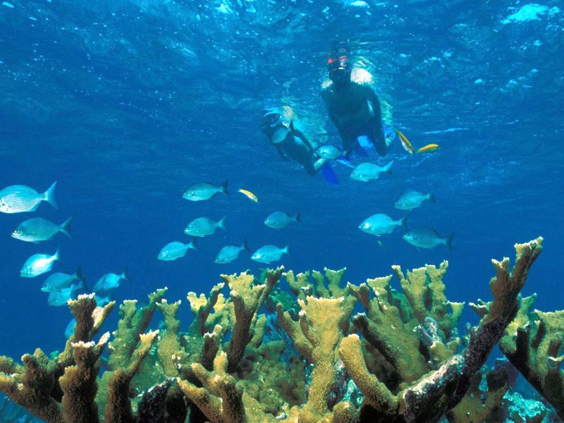 Biscayne_NP_snorkeling