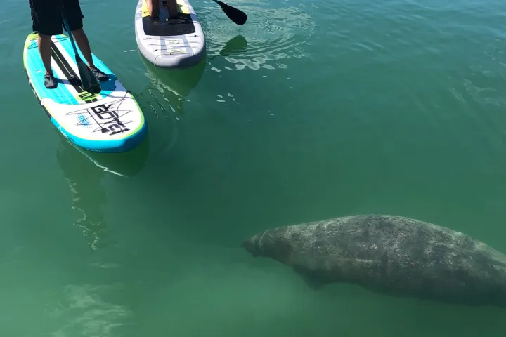 Checking out a manatee