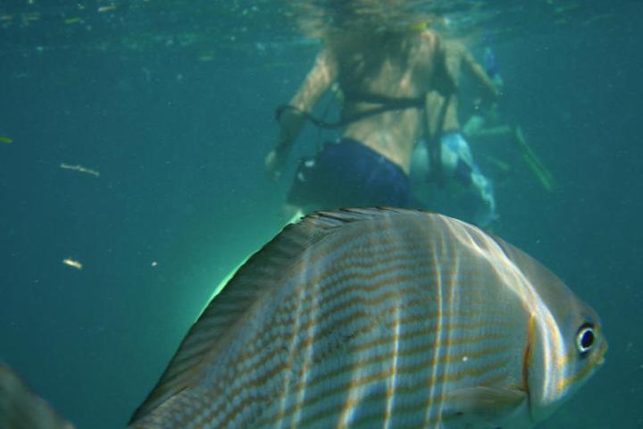 snorkelers with a fish