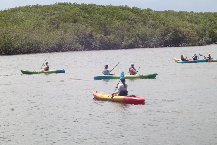 Group of people kayaking in a body of water near green vegetation.