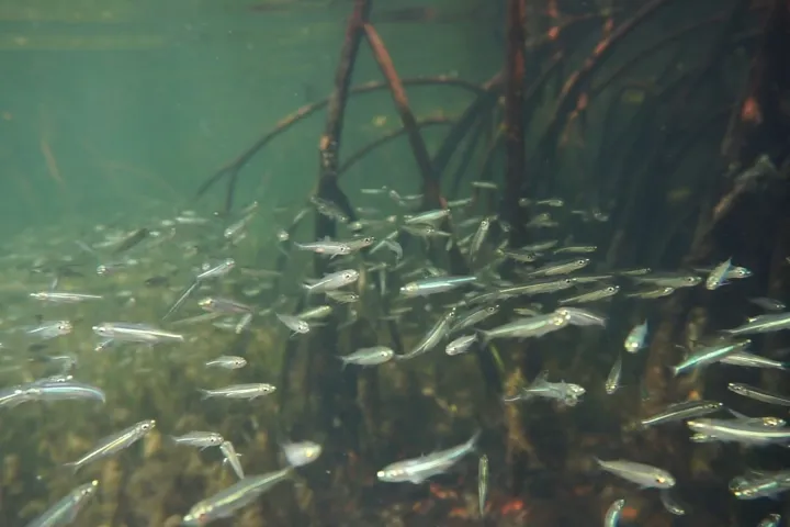 small fish swim in the mangrove forest