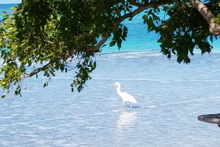 a Great White Heron standing next to a body of water