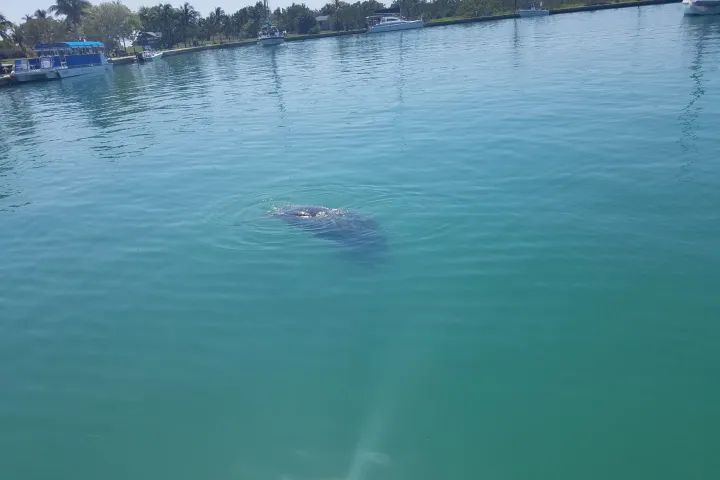 A Manatee in Boca Chita Harbor