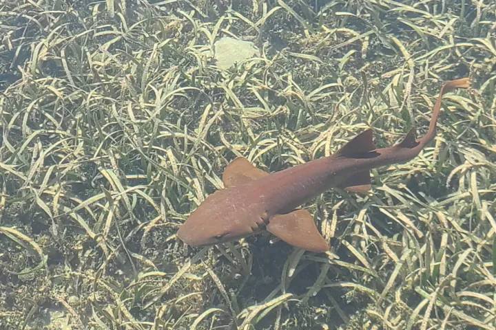 a nurse shark swiming near the seawall at Boca Chita