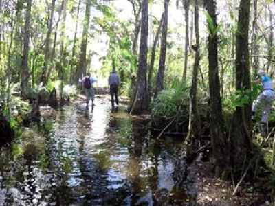 a group of people in a forest