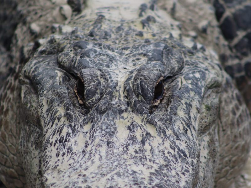 a close up of a reptile