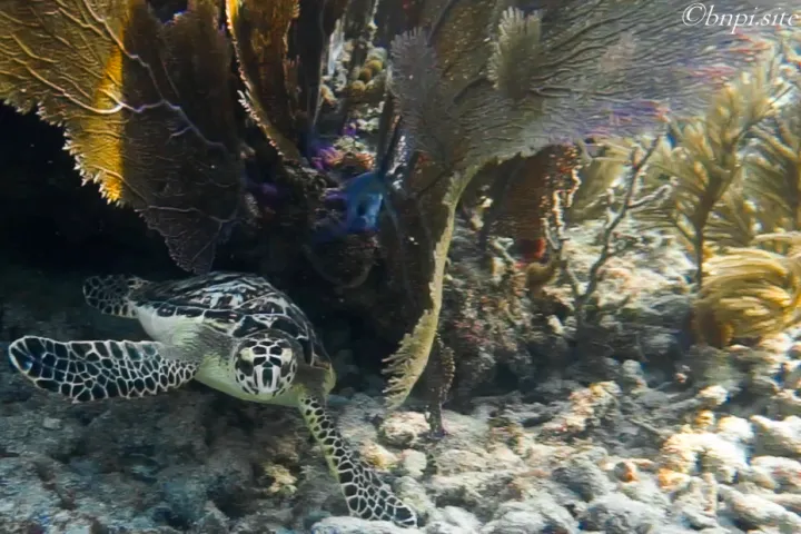 a turtle swimming under water