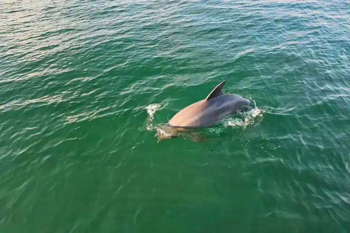 Dolphin surfacing in clear green water with dorsal fin visible.