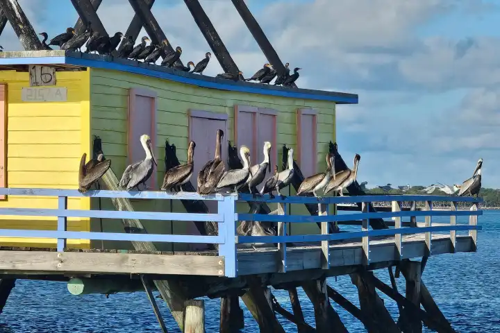 Pelicans perched on a yellow house on stilts over water, with a blue sky background.