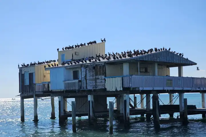 Seagulls perched on an old, weathered building on stilts over the ocean.