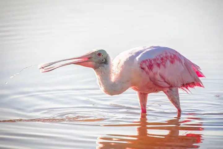 a bird standing on top of a body of water