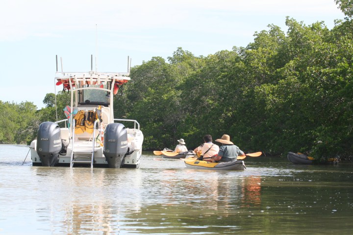 People kayaking near a motorboat in a mangrove-lined waterway.