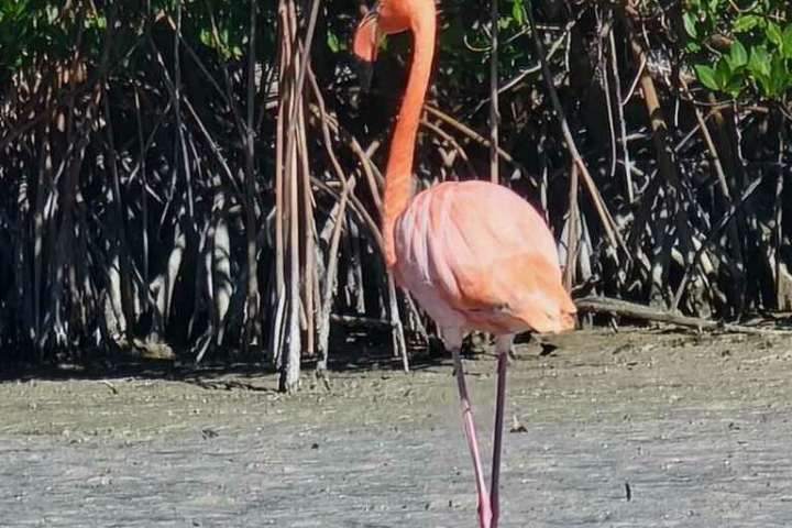 Pink flamingo standing on one leg in front of green mangroves.