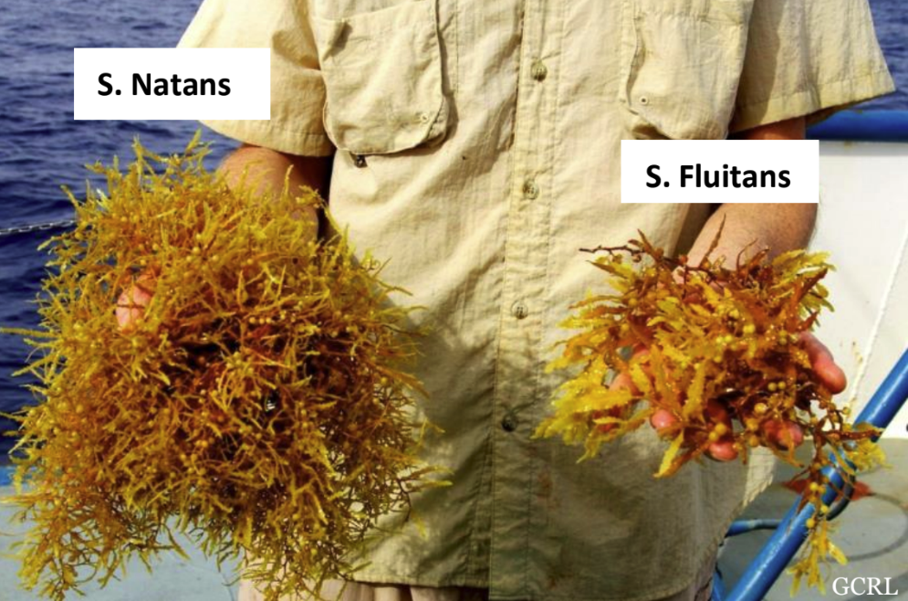 a person holding a flower