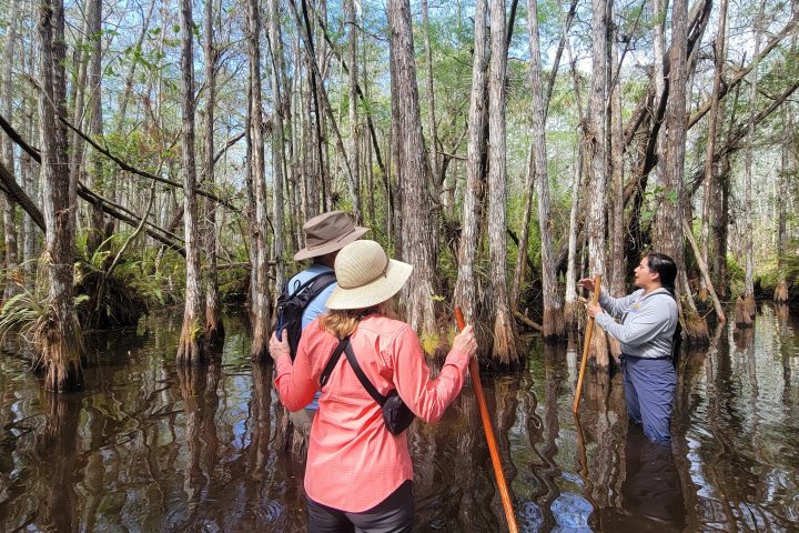 Two people wade through shallow water in a forested area holding wooden sticks.