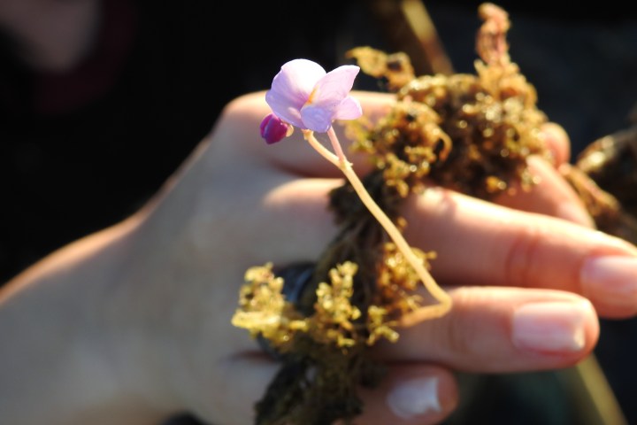 Hand holding moss with a small purple flower.
