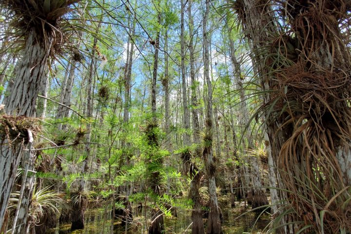 Swamp with cypress trees and hanging air plants under clear sky.