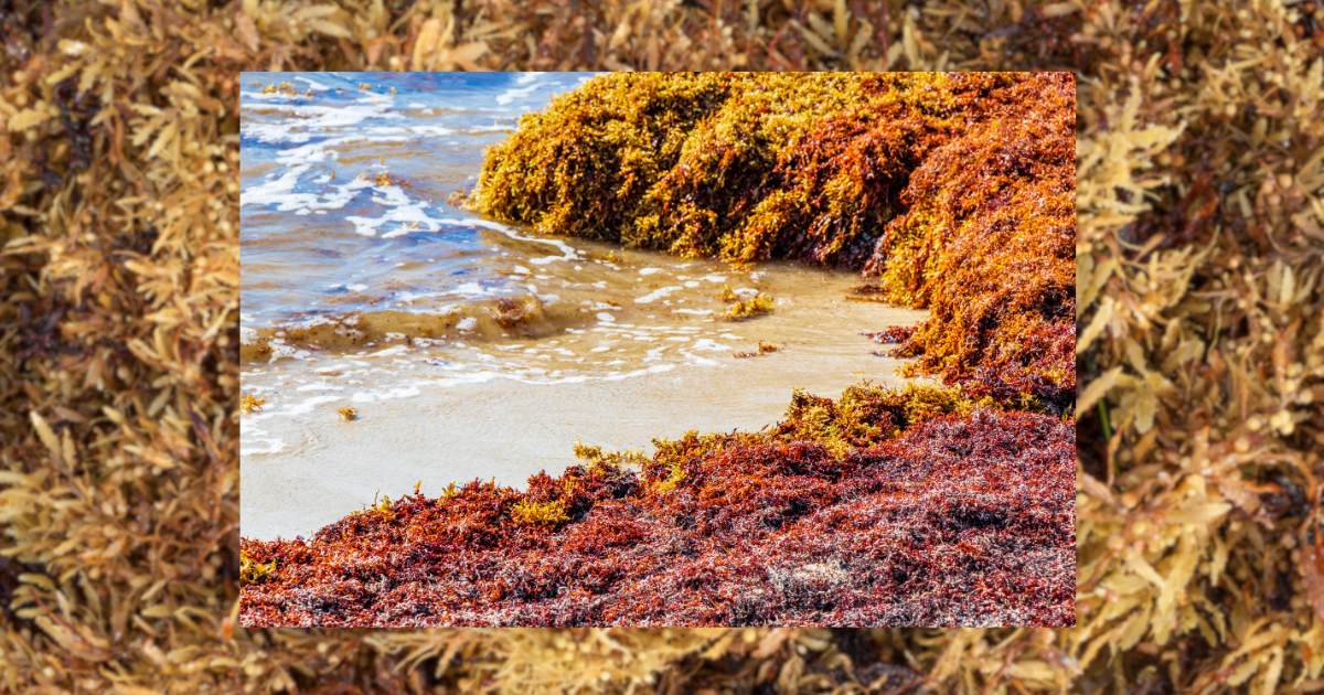 Seaweed-covered shore with waves gently crashing.