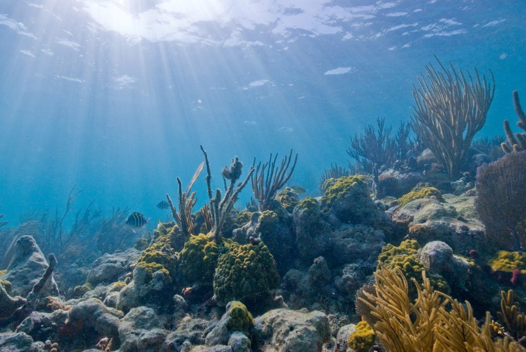 Underwater coral reef with sunlight filtering through the ocean surface.